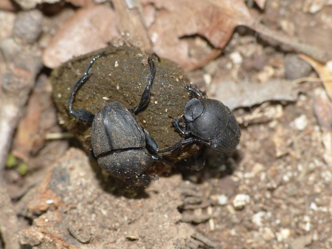 Sisyphus schaefferi